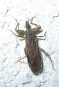 Oncocephalus squalidus